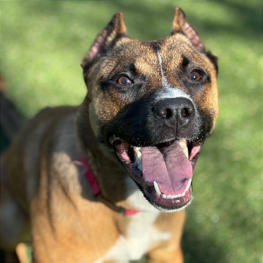 Photo of Ryder, adoptable Mixed Breed (Medium)