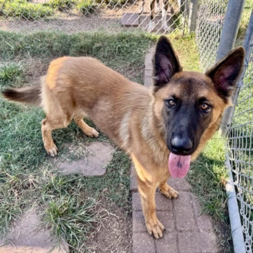Photo of Baxter, adoptable German Shepherd Dog in Houston, Texas