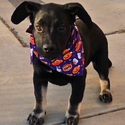 Photo of Pluto, adoptable Shepherd (Unknown Type) American Bulldog in Santa Maria, California