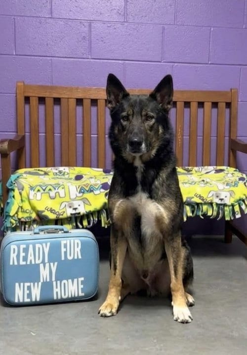 Photo of Tate, adoptable Shepherd in Genesee, Wisconsin