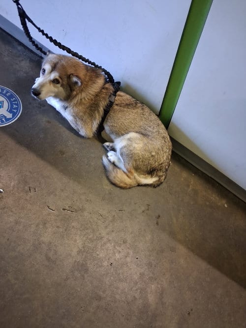 Photo of Nala, adoptable Siberian Husky in Los Angeles, California