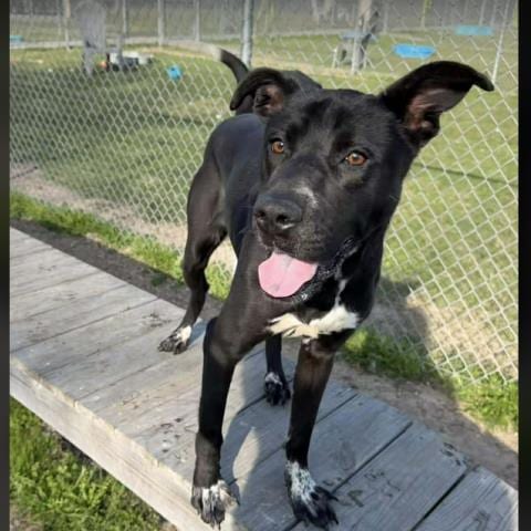 Photo of Maggie, adoptable Labrador Retriever in Conroe, Texas
