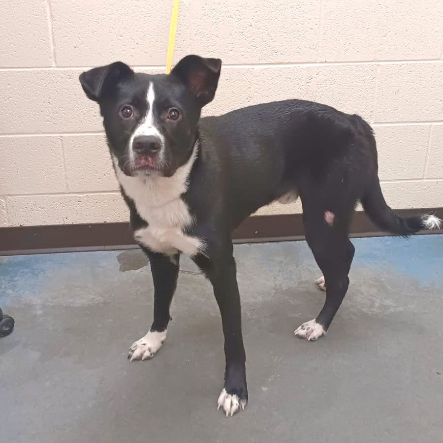 Photo of Prince Eric, adoptable Mixed Breed (Medium)