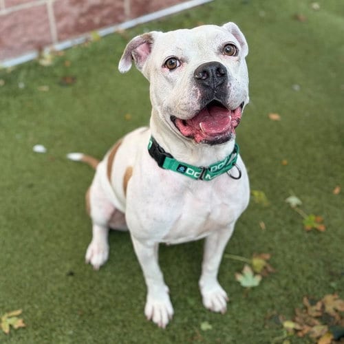Photo of Harlem, adoptable Pit Bull Terrier in Minneapolis, Minnesota