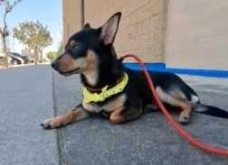 Photo of Flippy, adoptable Chihuahua, Short Coat/Mix in Bakersfield, California