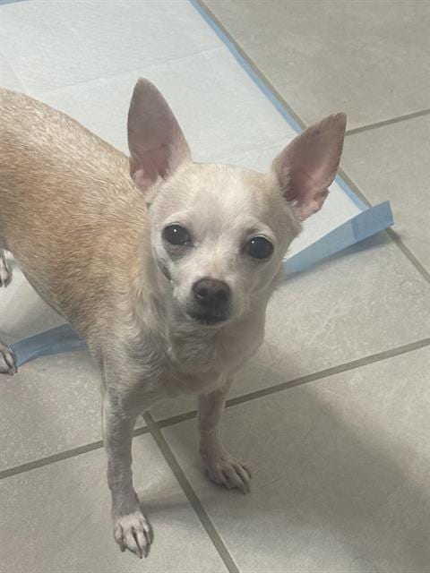 Photo of Mary Jane Babygirl, adoptable Chihuahua in San Antonio, Texas
