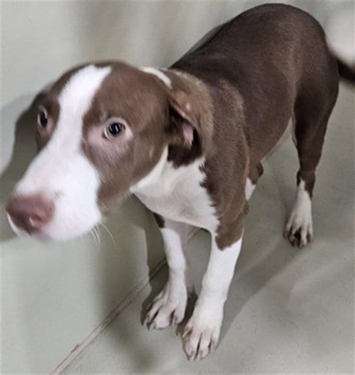 Photo of Harriet, adoptable Pit Bull Terrier in Bakersfield, California