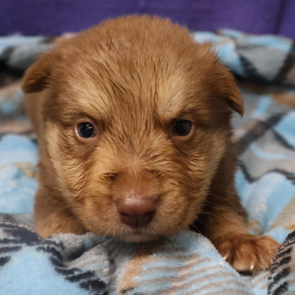 Photo of Lime D12061, adoptable Shepherd, German / Retriever, Labrador in Princeton area, Minnesota