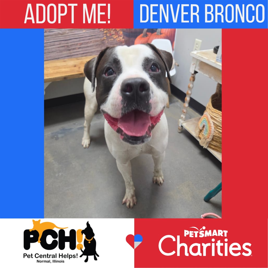 Photo of Denver Bronco, adoptable Bulldog, American in Normal, Illinois