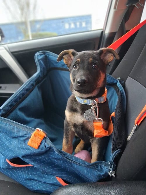 Photo of Annie, adoptable German Shepherd Dog in Modesto, California
