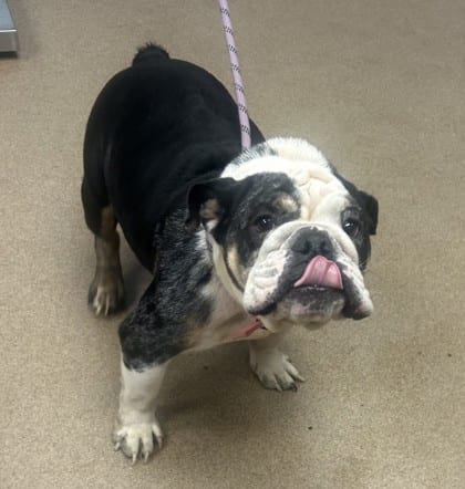 Photo of Sujeidy, adoptable dog in Chamblee, Georgia