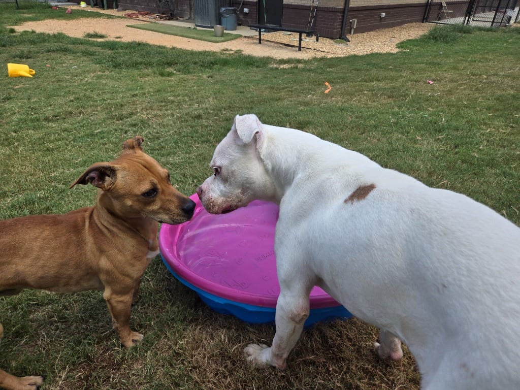 Photo of Brutus, adoptable Pit Bull Terrier in Douglasville, Georgia