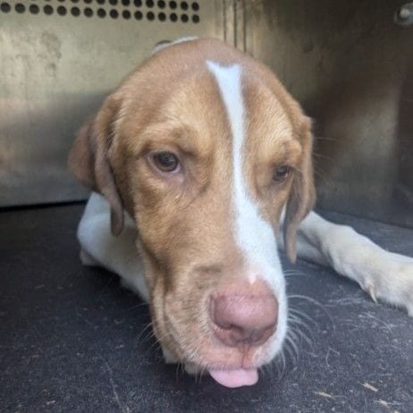 Photo of Lindt, adoptable Shepherd / Mix in East Hanover, New Jersey