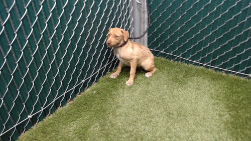 Photo of Cassandra, adoptable Terrier in Downey, California
