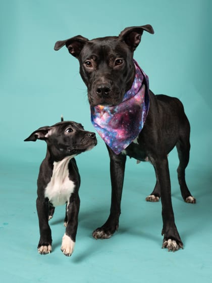 Photo of Shimmer, adoptable dog in Atlanta, Georgia