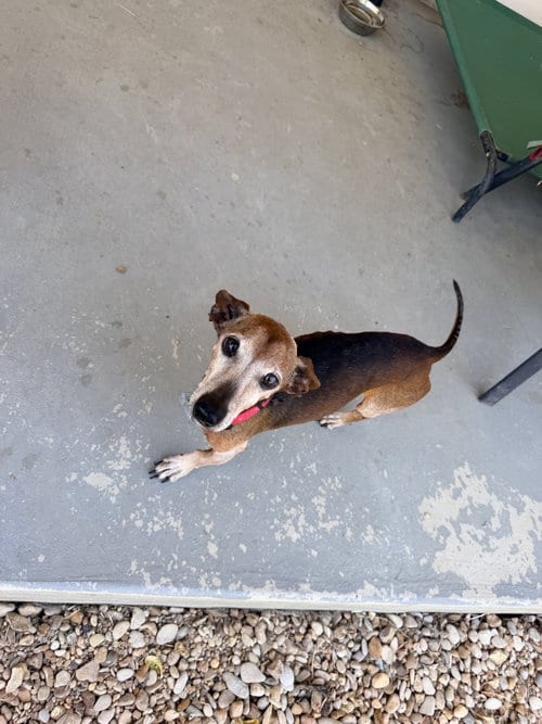 Photo of Spencer, adoptable Dachshund in Humble, Texas