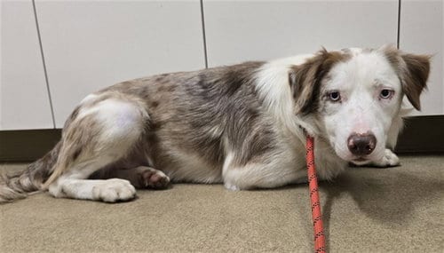 Photo of Rudy, adoptable Border Collie in Santa Maria, California
