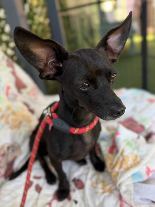 Photo of Minnie, adoptable Chihuahua in Woodland, California