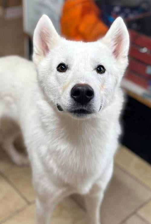 Photo of Duke, adoptable Siberian Husky in Matawan, New Jersey