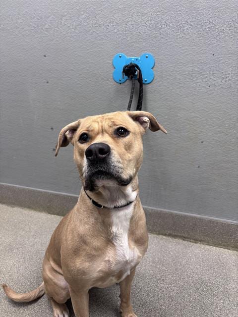 Photo of Sunny, adoptable Pit Bull Terrier in Las Vegas, Nevada