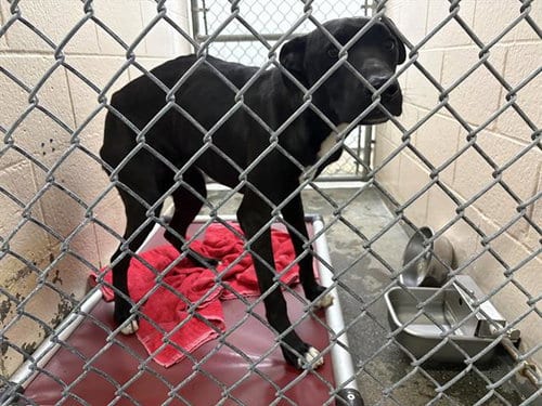 Photo of Halo, adoptable Doberman Pinscher in Fairfield, California
