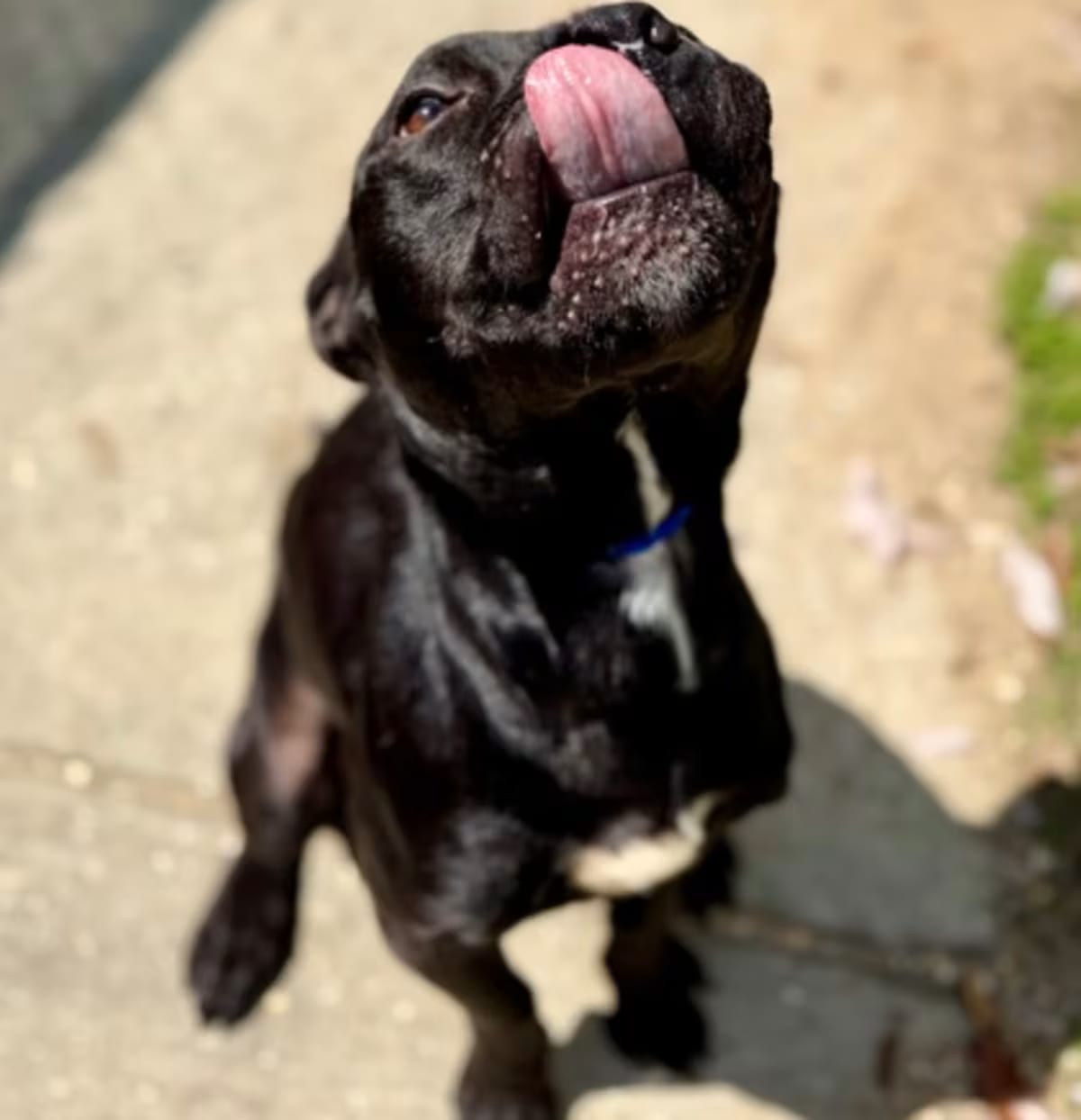 Photo of Isaac Higginbottom (NLOL Train, adoptable American Pit Bull Terrier in New Orleans, Louisiana