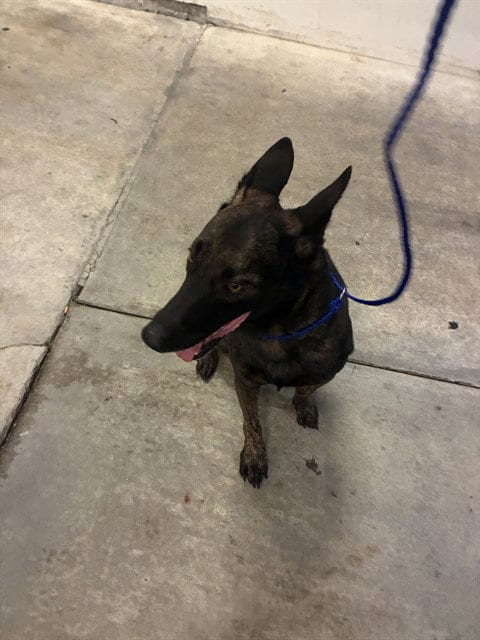 Photo of Jess, adoptable Belgian Shepherd Malinois in Miami, Florida