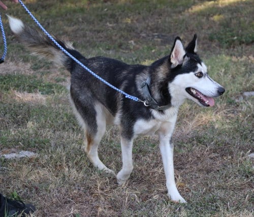 Photo of Husky Moe, adoptable Husky in Pflugerville, Texas