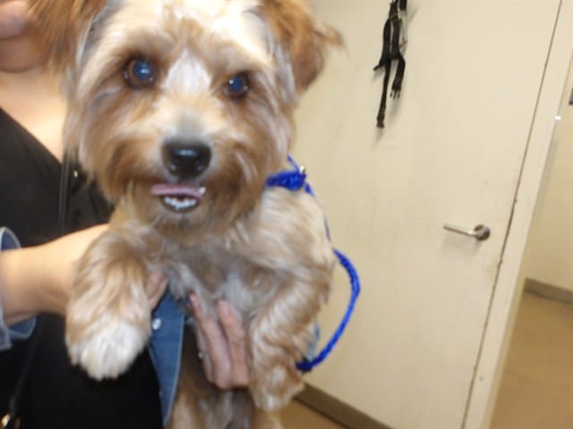 Photo of Cody, adoptable Yorkshire Terrier in Chicago, Illinois