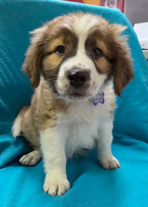 Photo of Dillinger, adoptable Collie in Hillside, Illinois