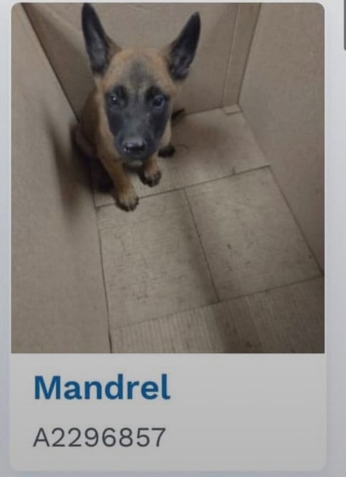 Photo of Artemis located in California, adoptable Belgian Shepherd Malinois in Imlay City, Michigan