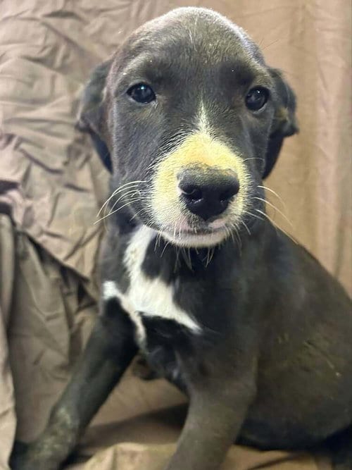 Photo of Johnson Rs : Ryder, adoptable Boxer in Aurora, Indiana