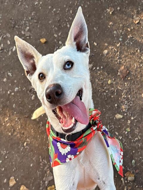 Photo of Juniper, adoptable Queensland Heeler in Lompoc, California