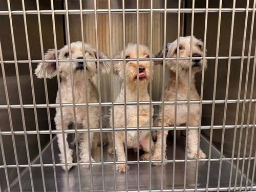 Photo of Timothy, adoptable Poodle (Miniature) in Orange, California