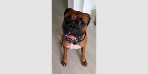 Photo of Napo, adoptable Boxer in Austin, Texas