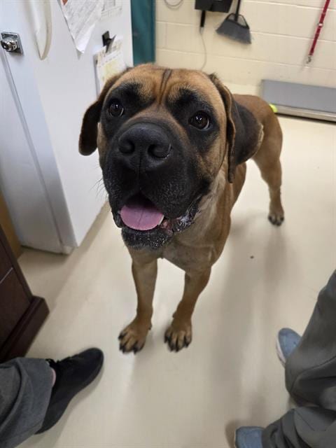 Photo of Milton, adoptable Mastiff in Center Township, Pennsylvania