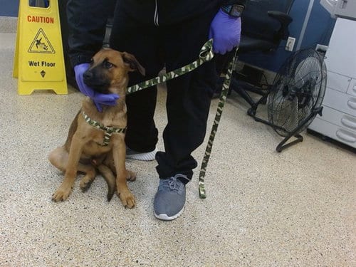 Photo of Bengi, adoptable Belgian Shepherd Malinois in Miami, Florida