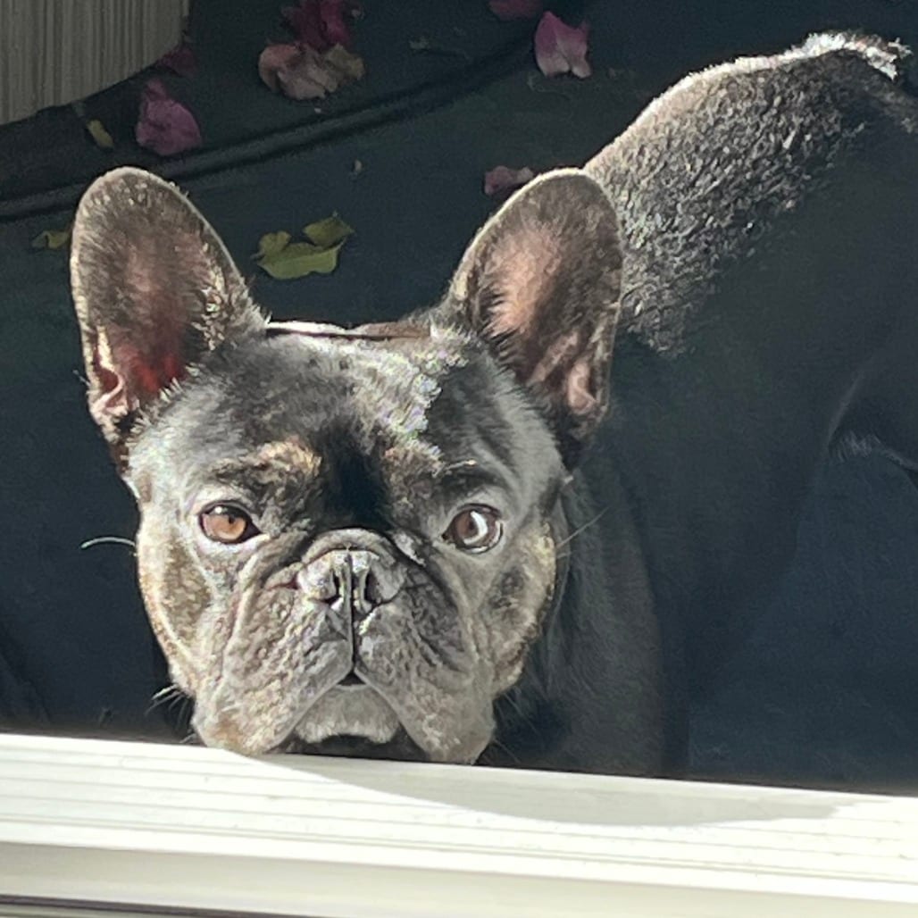 Photo of Pepe, adoptable Bulldog, French in California, California