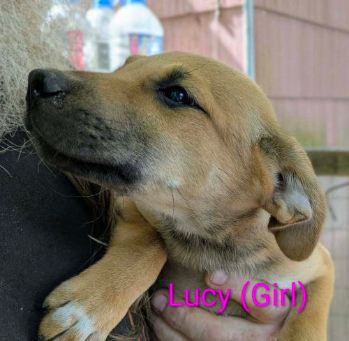 Photo of LLP Trixie : Lucy, adoptable Retriever in Aurora, Indiana