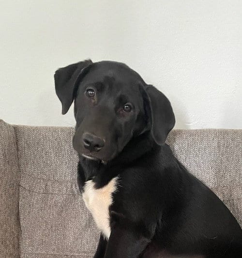 Photo of Hera, adoptable Akita in Manassas, Virginia