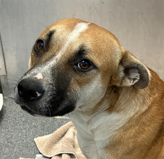 Photo of Hunter, adoptable Mixed Breed