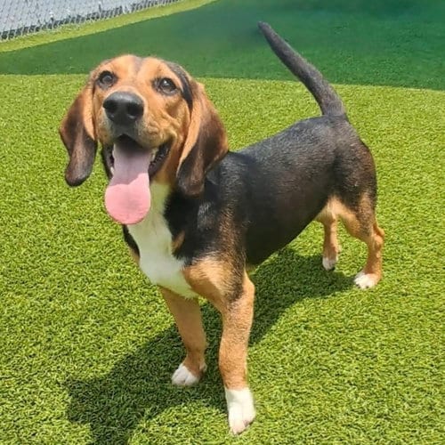 Photo of Jagger 2026, adoptable Beagle in Batavia, Ohio