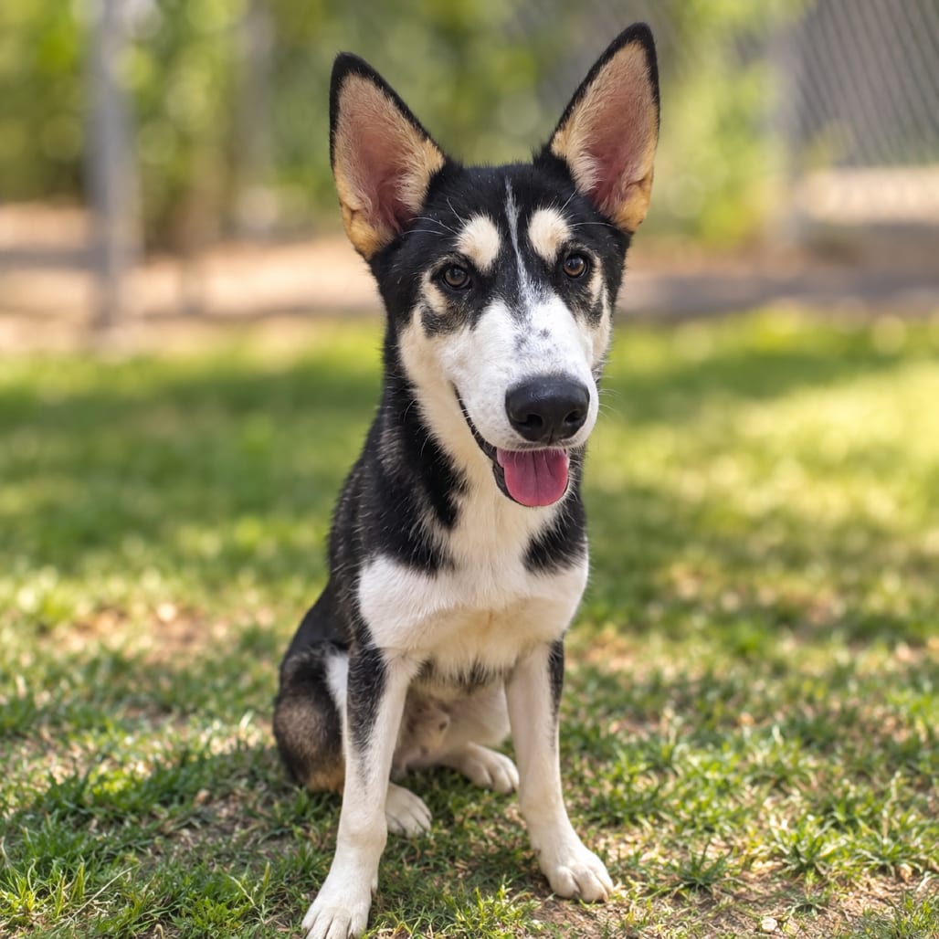 Photo of Gonzo, adoptable Husky in Fort Pierce, Florida