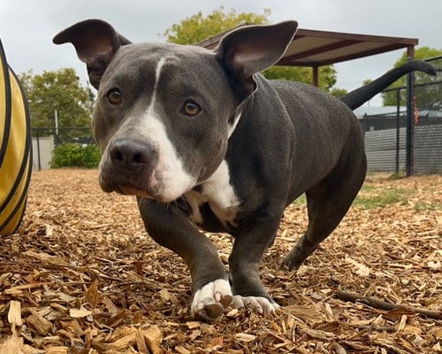 Photo of Betty, adoptable Staffordshire Bull Terrier in Santa Cruz, California