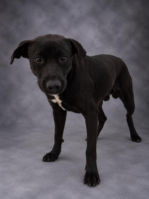 Photo of Luigi, adoptable Labrador Retriever in Winter Haven, Florida