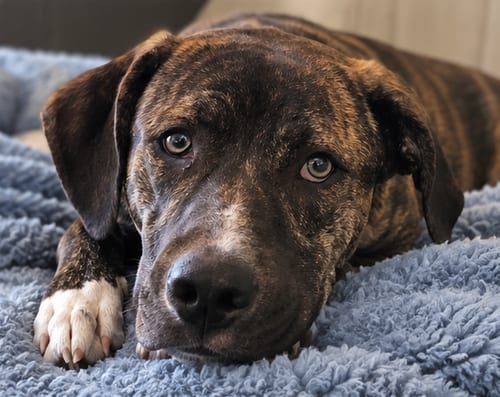 Photo of Valentino, adoptable Boxer in Chandler, Arizona