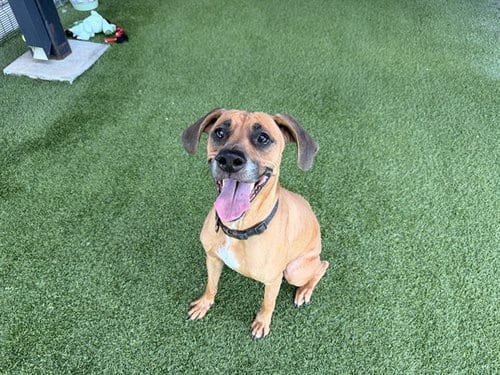 Photo of Luna, adoptable Black Mouth Cur in Garland, Texas