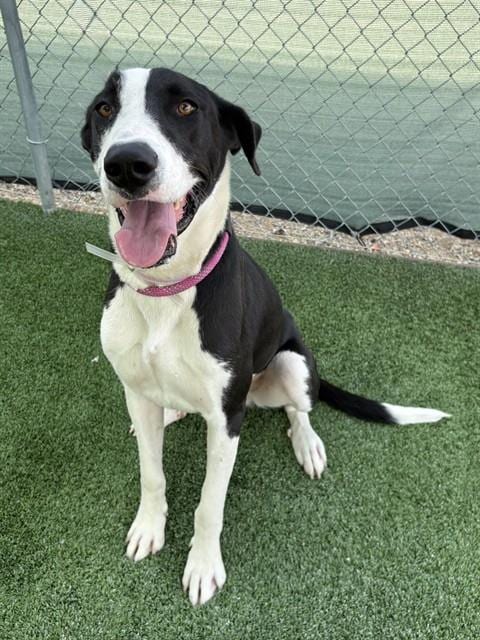 Photo of Luna, adoptable Great Dane in Castaic, California