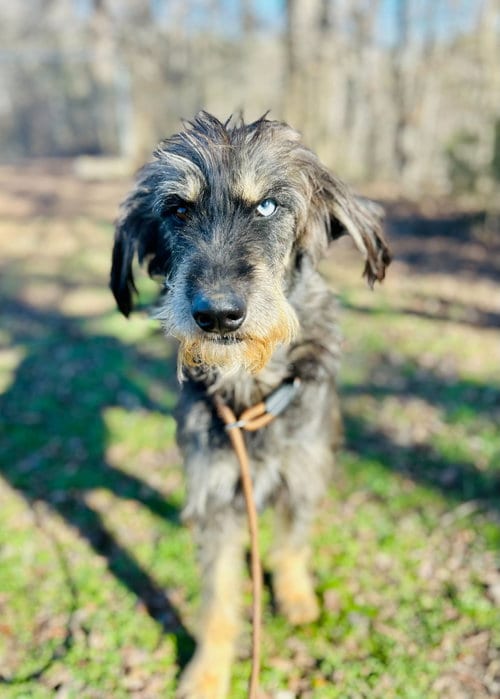 Photo of Zaire Oct 25, adoptable Poodle (Standard) in Pacolet, South Carolina