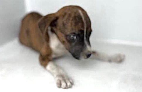 Photo of A663112, adoptable Boxer in Houston, Texas